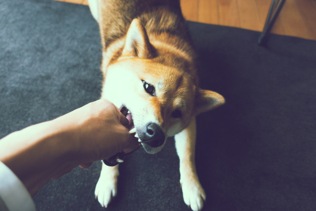 Tan dog biting person's hand