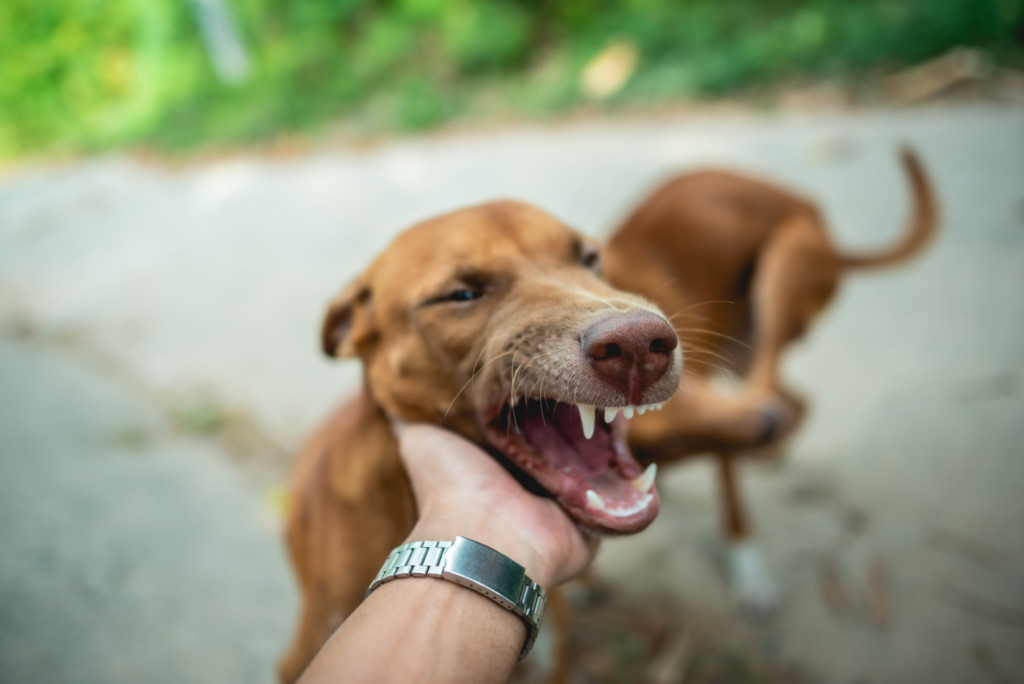 Brown dog showing teeth with mouth open while hand holds it's head