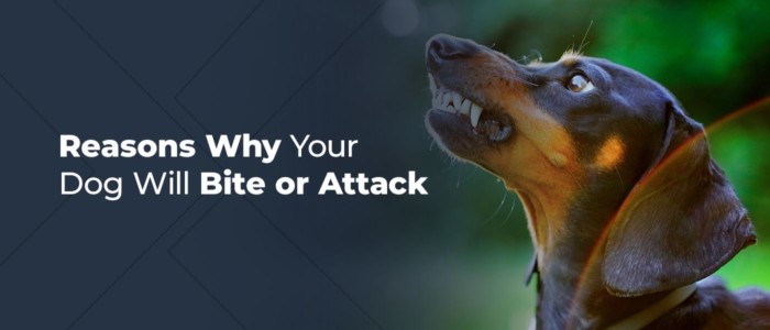 Understanding and Preventing Dog Bites: An Owner's Guide