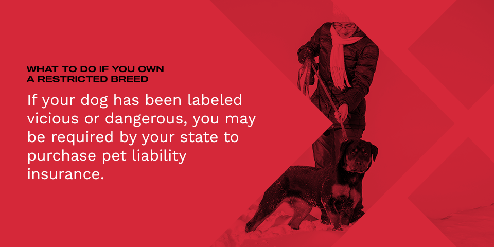 02-What-to-Do-if-You-Own-Restricted-Breed What to do if you own a restricted dog breed