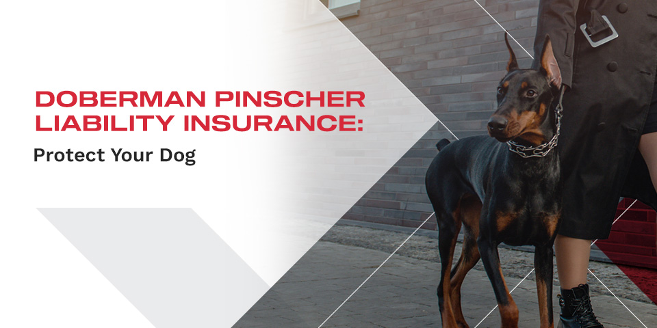 Doberman Pinscher Liability Insurance: Protect Your Dog