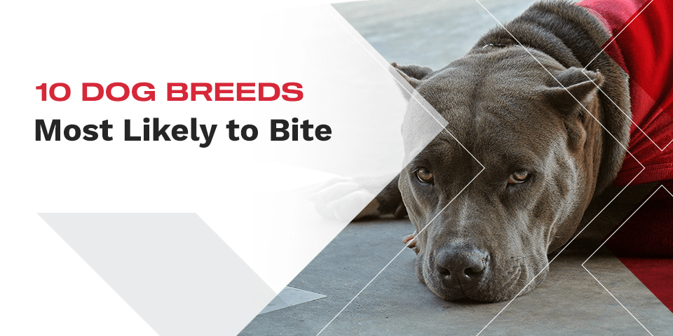 10 Dog Breeds Most Likely to Bite - XINSURANCE