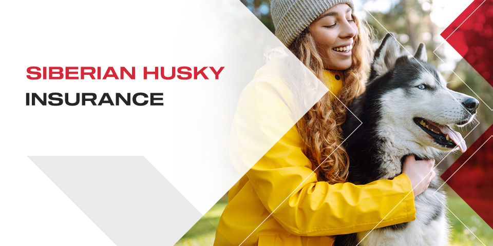 Siberian Husky Insurance