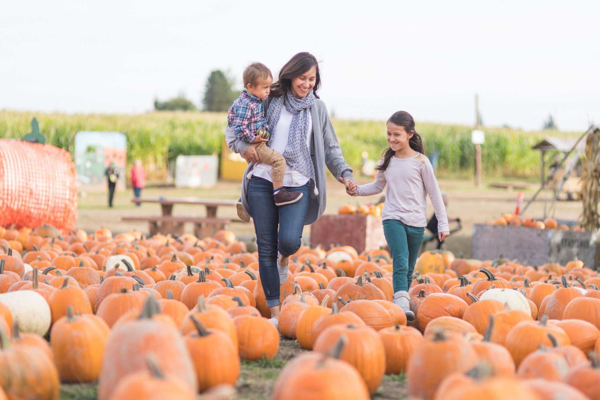 pumpkin patch insurance