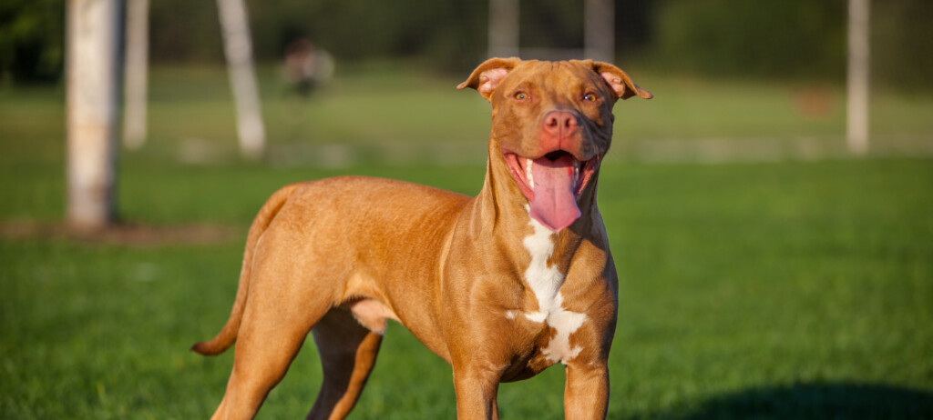 animal liability insurance for dogs and other pets